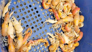 Don't buy bait! 10 Minute Sand (Ghost) Shrimp for Jetty and Salmon Fishing