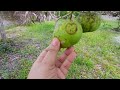 olá meus amores nesse vídeo vou mostrar a minha árvore de manga cheia de frutos