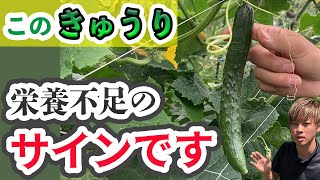 【きゅうり】適切な追肥のタイミング・方法！栄養不足になる前に！