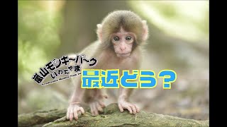 最近の赤ちゃんたちはどうかな？How are the baby monkeys?【嵐山モンキーパーク公式/Arashiyama monkeypark】