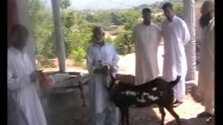 Goat bearing the names of Allah and Muhammad (salallahu alayhi wa sallam) 1 of 2