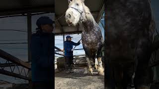 冬毛が抜ける抜ける抜ける！！#horse #ばんえい競馬 #drafthorse #春の風物詩 #馬好きさんと繋がりたい #馬