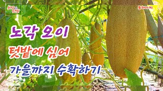 노각 오이 재배와 수확.Plant old-fashioned cucumbers and harvest them until they fall.