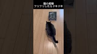 【突撃5秒前の猫！ピノくんのおしっぽフリフリ】#shorts