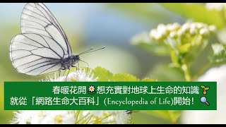 春暖花開🌼充實對地球上生命的知識🌱從「網路生命大百科」(Encyclopedia of Life)開始！🔍 [臺大圖書館一分鐘充電站20220310]