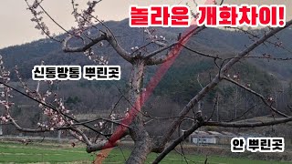 개화 2일 앞서는 농법 #신통방통농법 #자두농사