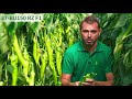 37 bu150 rz f1 hegyes erős paprika a rijk zwaan szortimentből