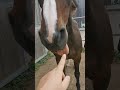 Relaxed Horse Thoughtlessly Bleps || ViralHog