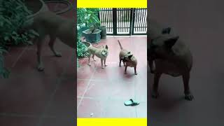 ये Dogo Gangstar Style में कहा जा रहा है | Funny Moments Of Animals Part- 8 | #shorts