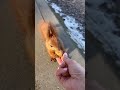 Adorable Squirrel Spots Human With Snacks