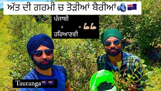 ਧੁੱਪ ਵਿੱਚ ਕੰਮ ਕਰਨ ਵਾਲੇ ਲੋਕਾਂ ਨੂੰ ਦਿਲੋਂ ਸਲਾਮ 🇳🇿🫡 Tauranga Berry Farm 4k