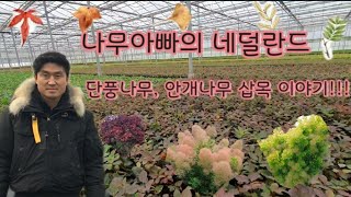 [네덜란드 삽목하는 과정 대공개!] 단풍나무, 안개나무 대량번식 성공하기 /Daelim Nursery (Japanese Maple,Cotinus coggygria Scop)