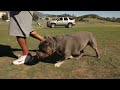 american bully pratt pit s sway