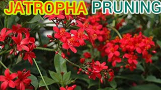 #JATROPHA#PRUNING | Aise kare apne Jatropha plant ki cutting/pruning aur paaye dher saare phool#best