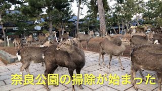 ヤベ〜🤣ワテらの遊び場の掃除が始まった。奈良公園東大寺参道でシカ部メンバーが場所をあける。