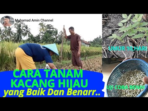 CARA MENANAM KACANG HIJAU YANG BAIK DAN BENAR DI SAWAH. - YouTube