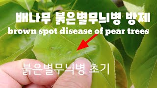 배나무 붉은별무늬병 방제 - brown spot disease of pear trees