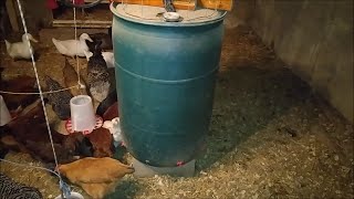 55 Gallon Heated Chicken And Duck Watering System