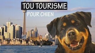 TOU TOURISME…pour chien – 10 villes mieux adaptées aux chiens – Partout avec mon chien