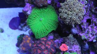 World Wide Corals 293g Display Tank