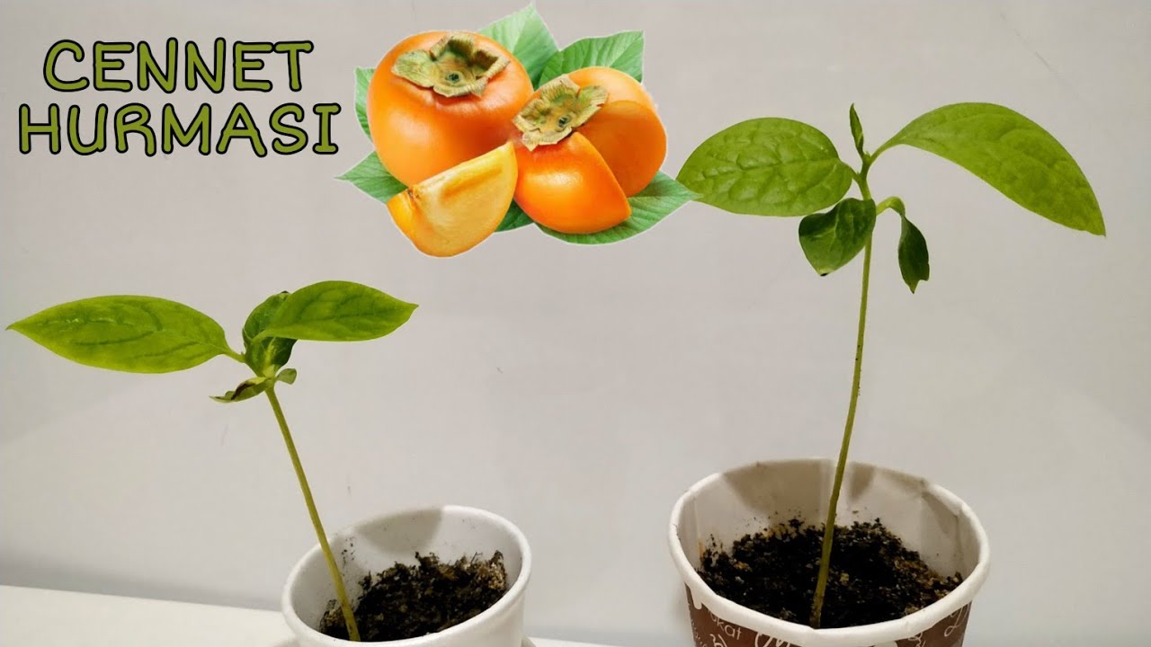 Trabzon Hurması, Cennet Hurması çimlendirme | How To Grow Persimmons ...