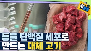 [핫클립] 육류를 대체하기 위한 다양한 아이디어와 기술들 / YTN 사이언스