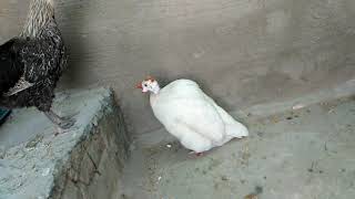 my white guinea fowl laying an egg I Sufaid Cheeni murgi anda derahi hay I h\u0026b Pets