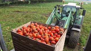 Pompoen oogst en verwerking  pumpkin harvest Trekkerweb