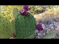 finding mega chunks of quartz in arizona