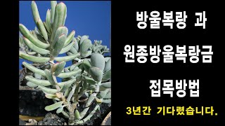 세상 하나뿐이 다육이 ,방울복랑, 원종방울복랑금 접목, 다육이접목 방법 공개