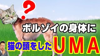 【お便り】カラオケ店で目撃される心霊現象,ブルゾイの身体に猫の頭をしたＵＭＡ　ATL3rd 247