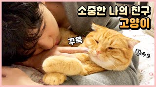 (ENG) 세상 둘도 없는 소중한 친구, 사랑스러운 나의 고양이 [베니패밀리]