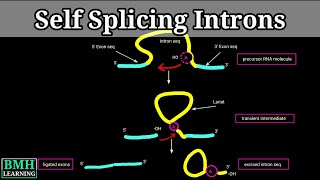 Self Splicing Introns | Group I \u0026 group II introns | RNA Self Splicing | Intron Mediated Splicing |