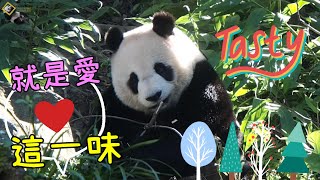 20230130 就是愛這味隔夜枝的圓仔，眼神追蝴蝶的圓潤圓仔 The Giant Panda Yuan Zai