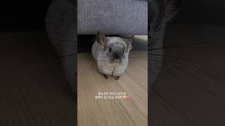 너무 귀엽잖아🥺💕 #친칠라 #chinchilla #shorts