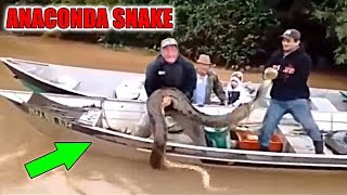 Anaconda Snake - Giant Snake In The World - Biggest Snake #10 - FULL