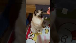 猫猫：为了罐罐～cat for fish milk