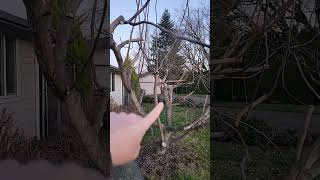 Pruning Figs for Breba Crop