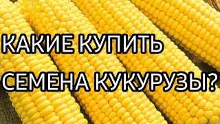 СЕМЕНА КУКУРУЗЫ/ КАКИЕ КУПИТЬ СЕМЕНА КУКУРУЗЫ?