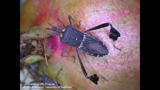 Tips for Controlling Leaf Footed Bugs