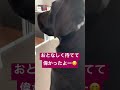 初めて家に人が来た ラブラドールレトリーバー