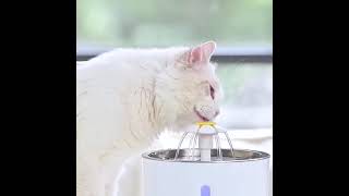 Cat Water Fountain - Pet's Water Dispenser | Petsasa