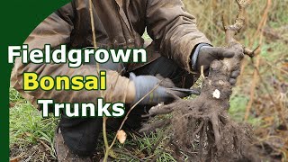 Bonsai Trunk Field Winter Maintenance