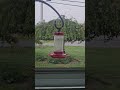 happy hummingbird playful zoom 08.14.24