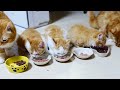 【マンチカン３兄妹】猫たちの優雅な１日 pretty cat family