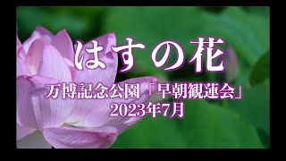 万博記念公園,日本庭園はす池の「早朝観蓮会」神秘的な輝きを見せるはすの花が美しいです