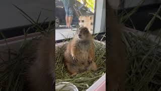 นั่งยังไง กลมไปหมดทั้งตัว | โมเมกับอั่งเปา #แพรี่ด็อก Prairiedog