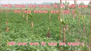 কলা চাষের সাথে আমরা কি কি সাথী ফসল চাষ করে লাভবান হতে পারি, সাথী ফসল কখন কিভাবে চাষ করব। কলা চাষ।