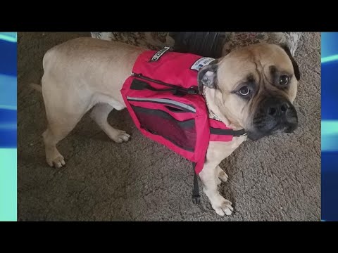 Under what circumstances can a service dog be removed?