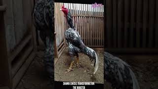 SHAMO CHICKS TRANSFORMATION THE ROOSTER #shorts #chicken #viral #shamo #rooster